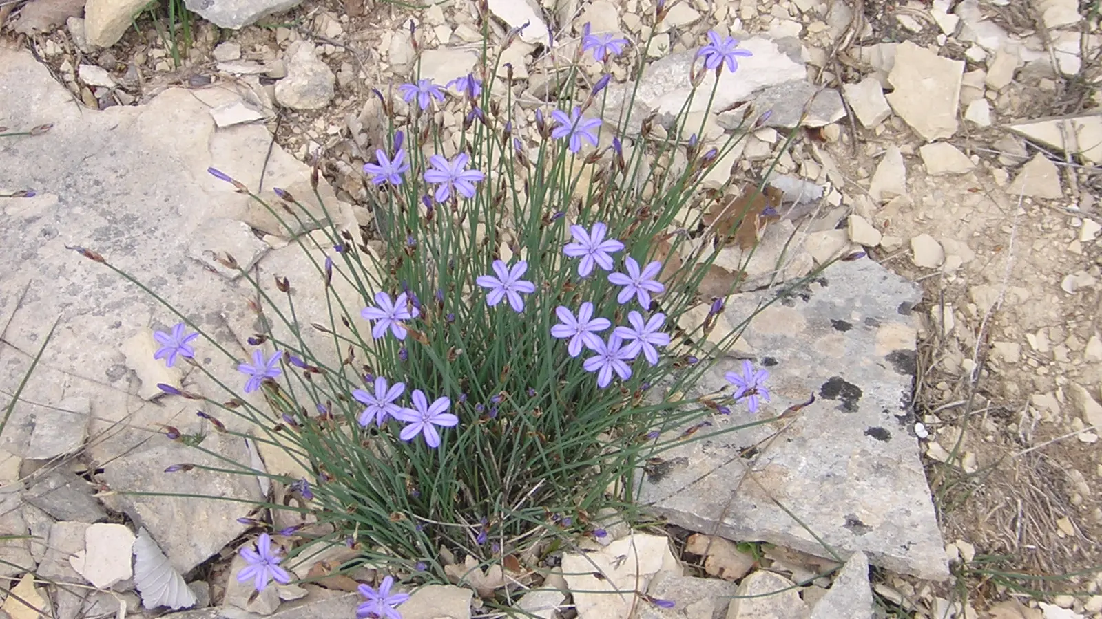 Aphyllante de Montpellier