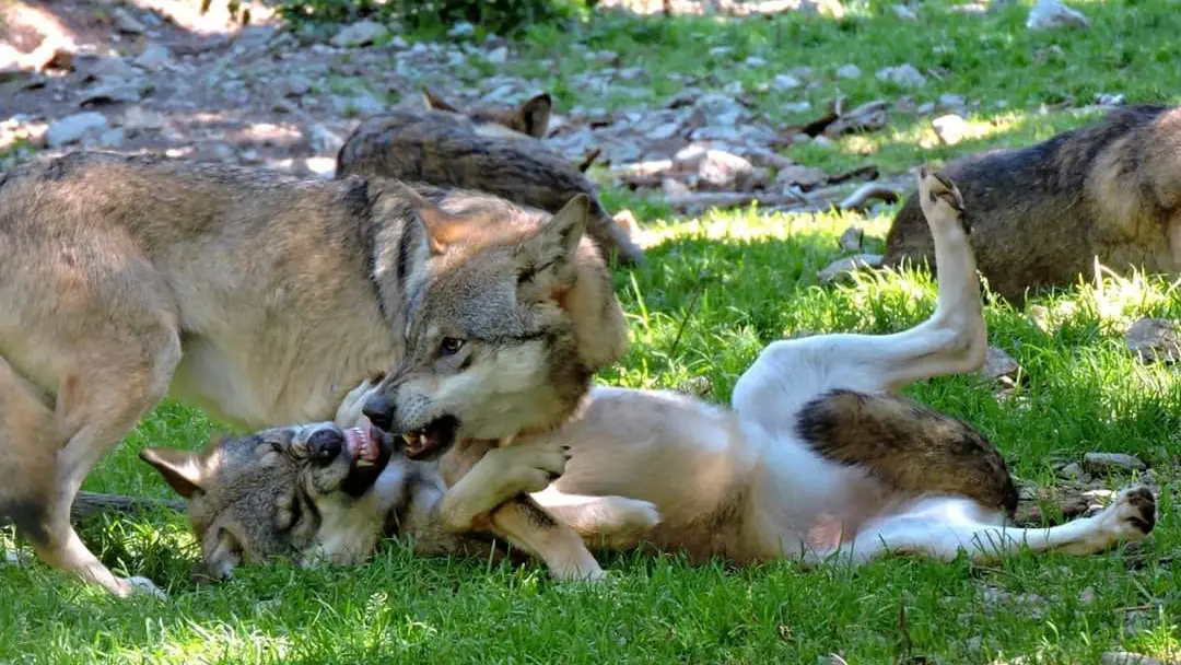 A la rencontre du loup