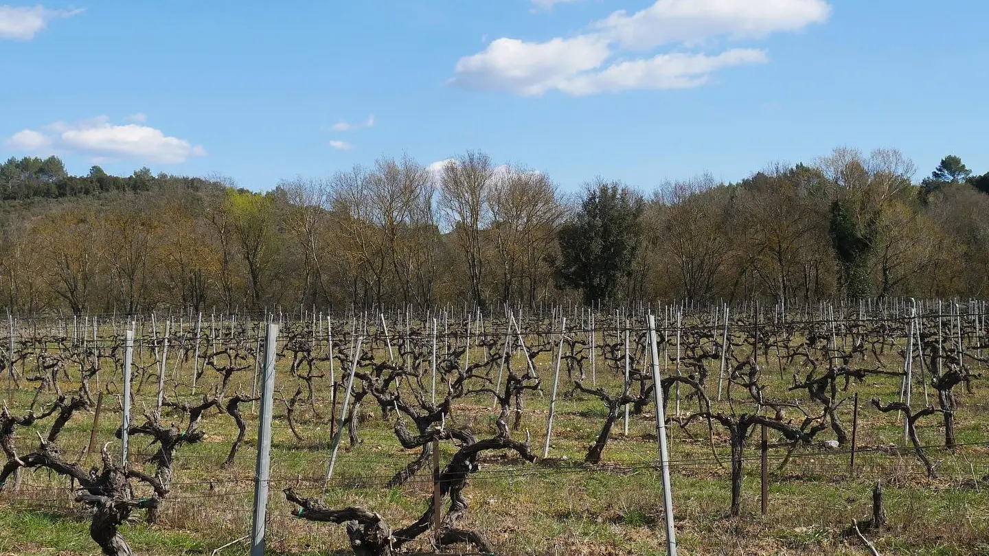 Vignes