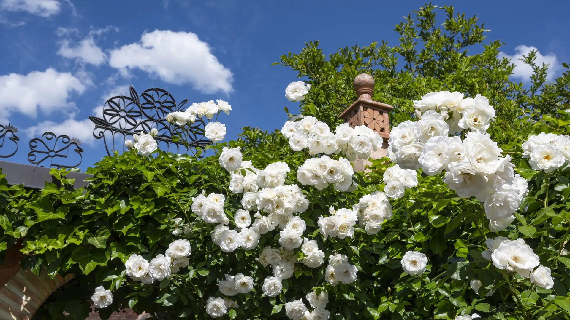 Allée des roses
