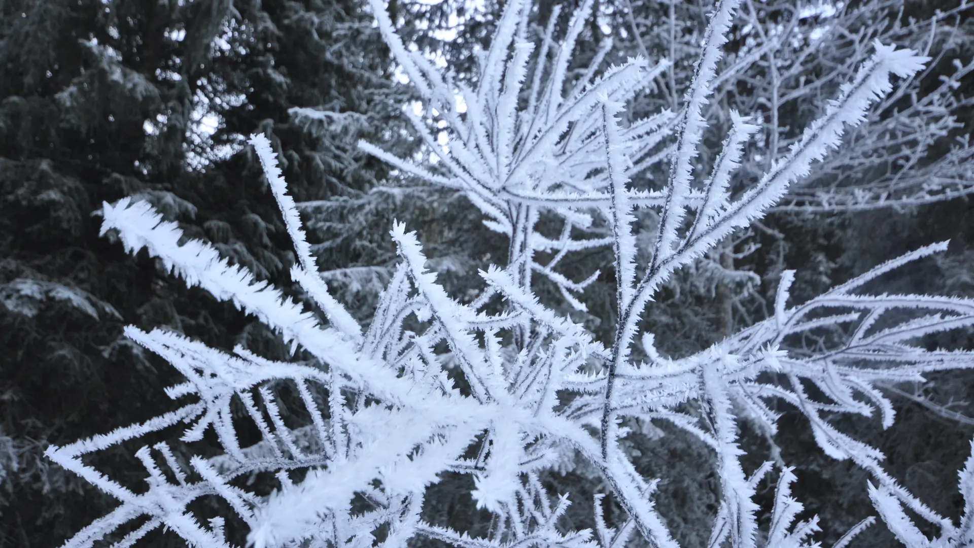 Le milieu forestier