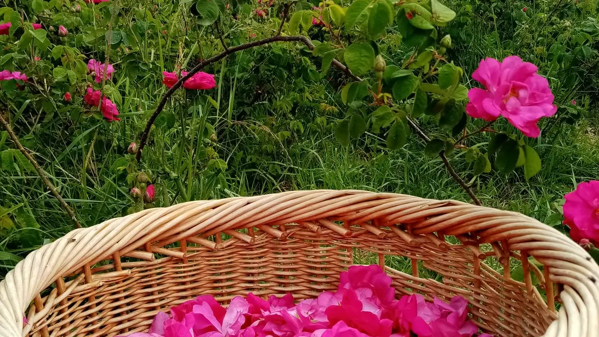Cueillette des pétales de roses