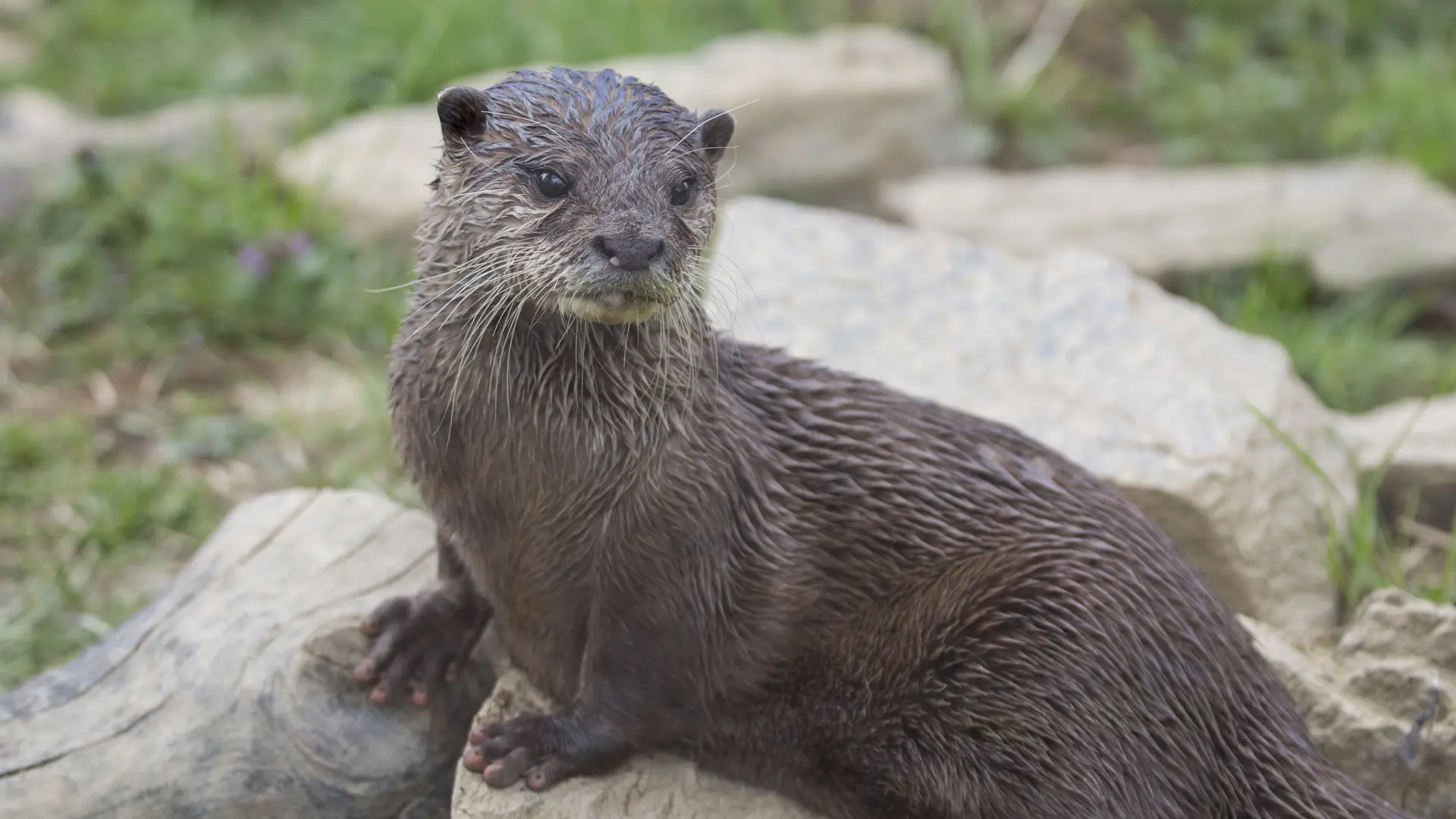 parc animalier d'Auvergne