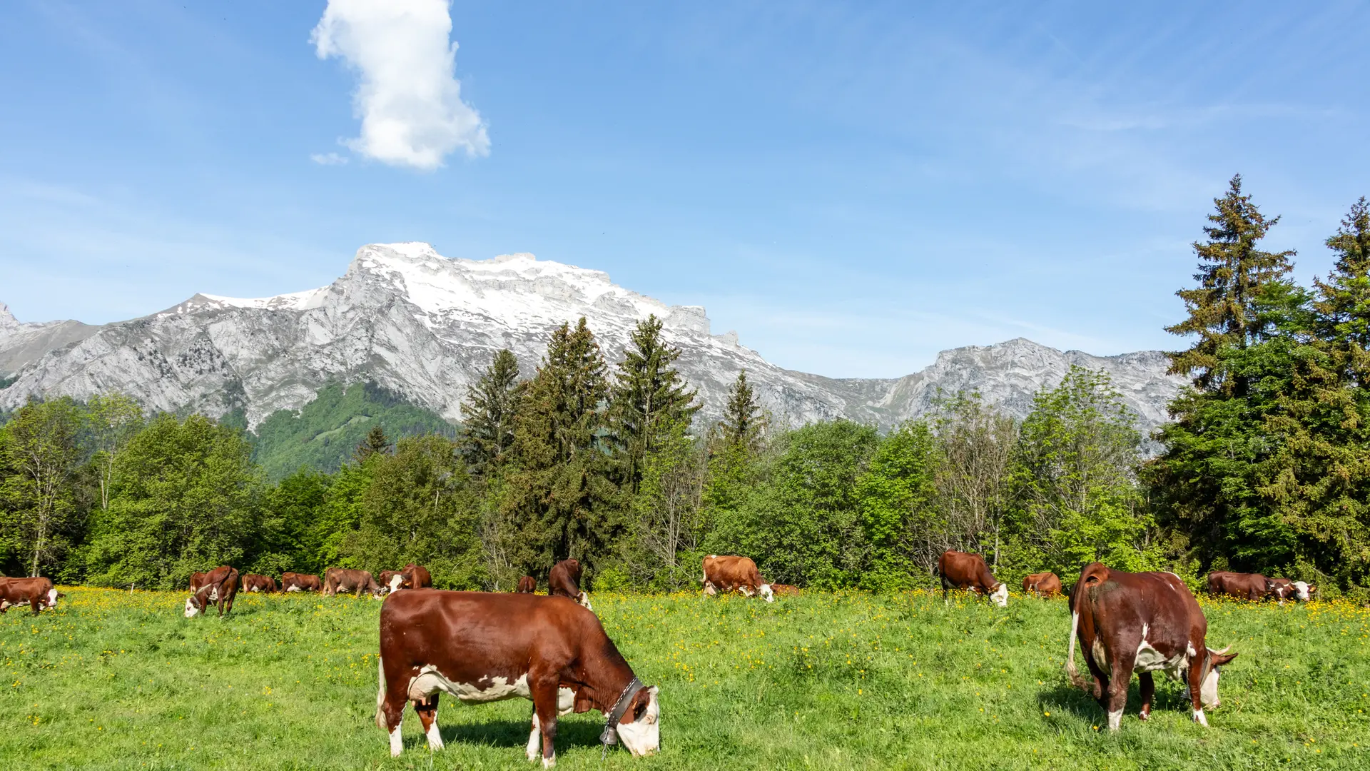 Vaches pâturant dans les prés de Sulens.