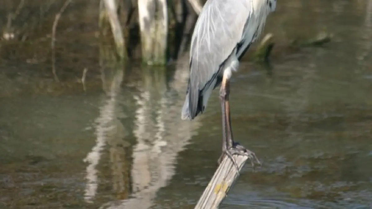 Oiseaux de Camargue