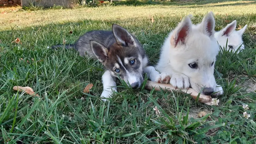 Chien de traineaux