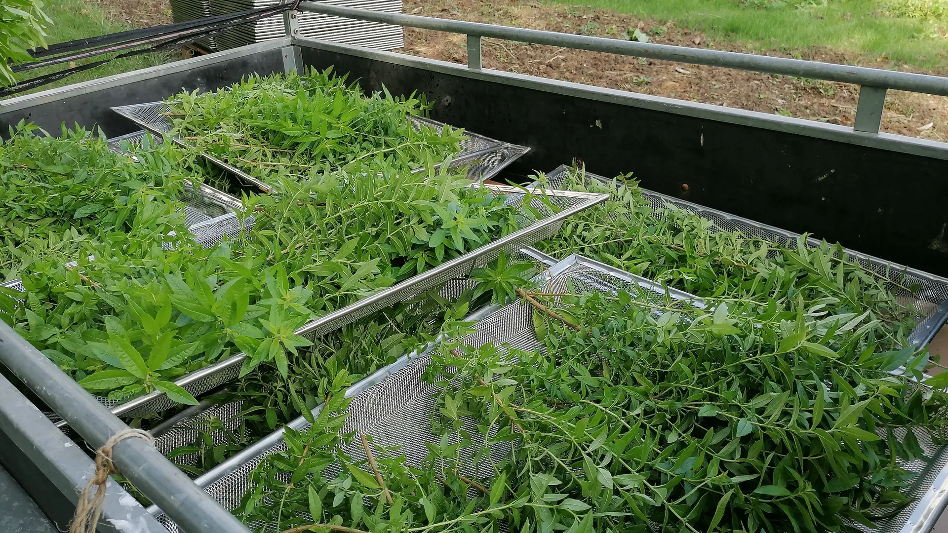 Récolte des verveines