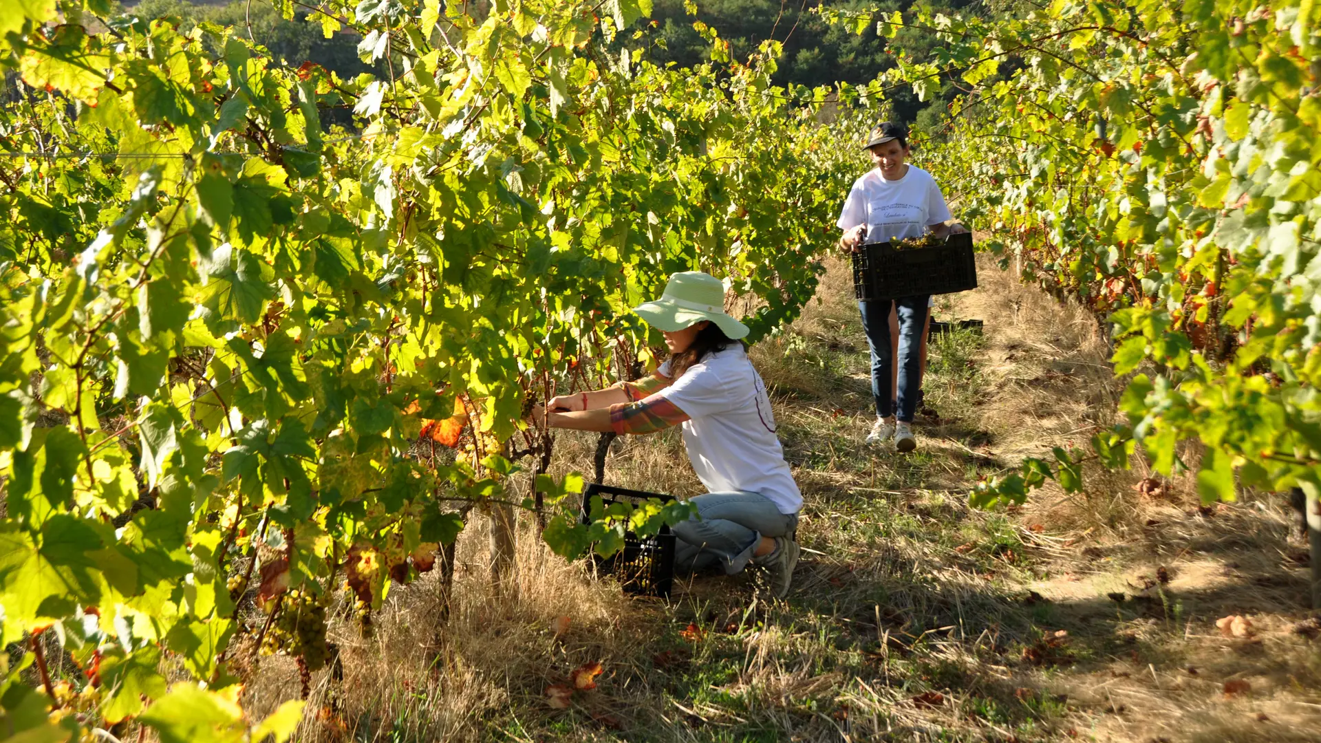 Domaine de la Bénisson Dieu