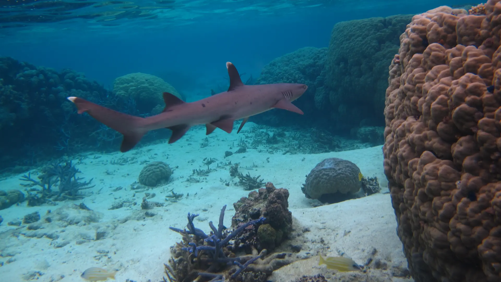 Requin pointe blanche