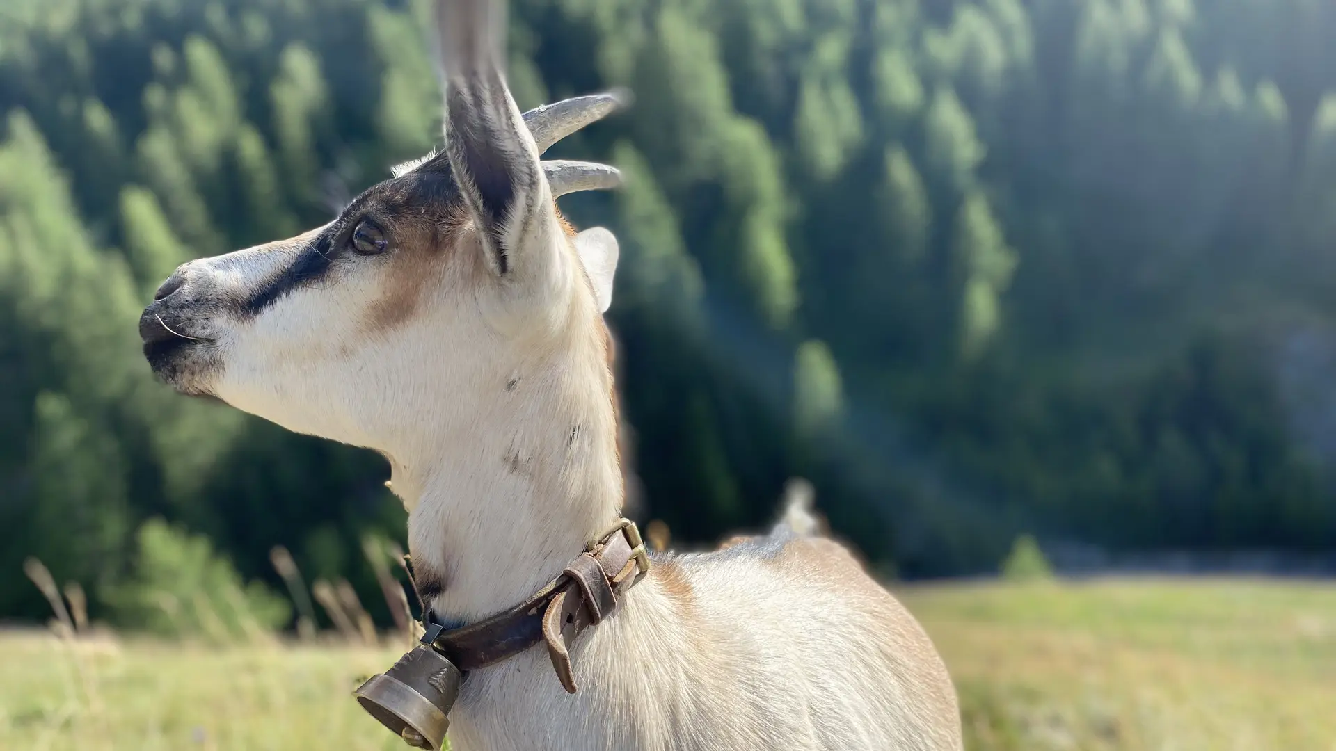 Une chèvre qui prend la pose