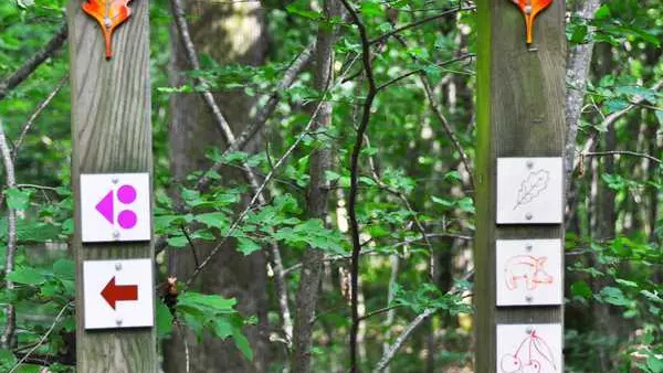 Forêt de Lespinasse