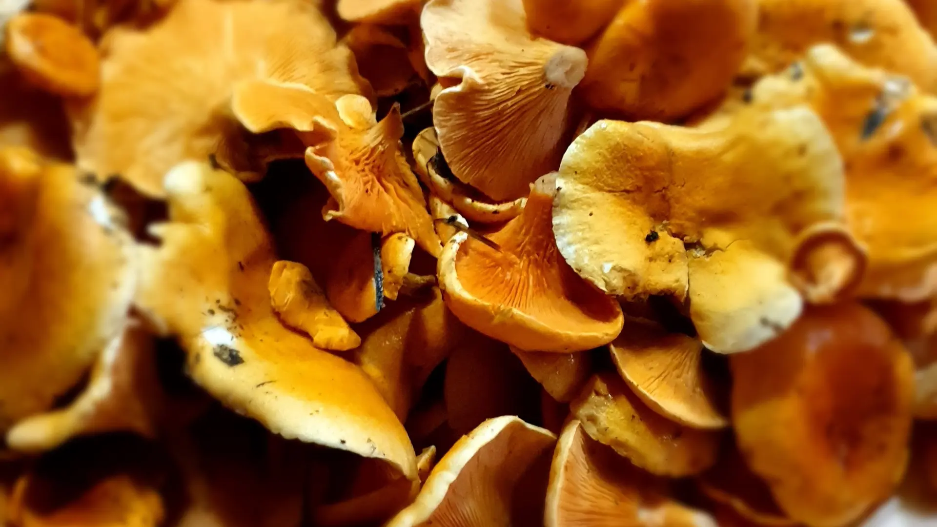 Récolte de champignons