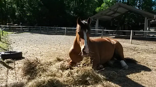 Centre équestre Thônes