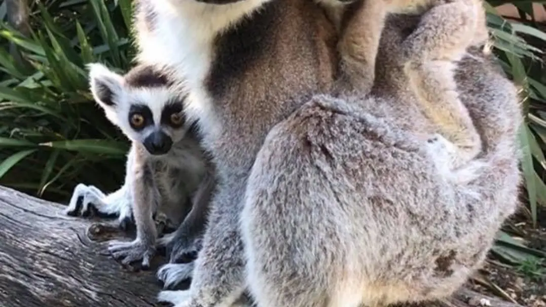 Les Lémuriens au Jardin Zoologique Tropical à La Londe les Maures