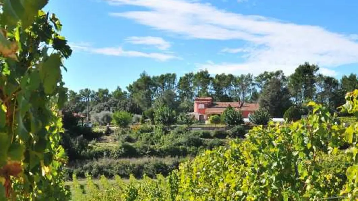 Champ de vignes