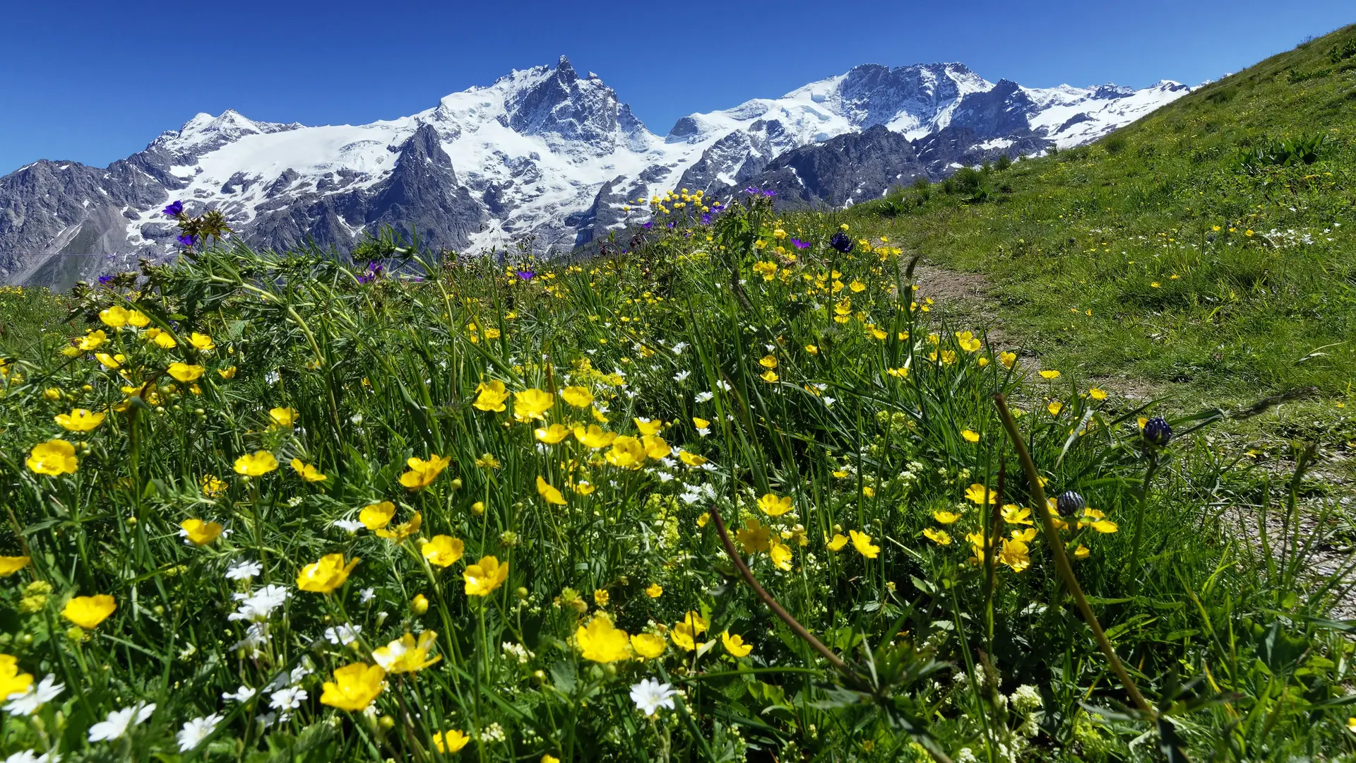La Meije et les champs fleuris en été