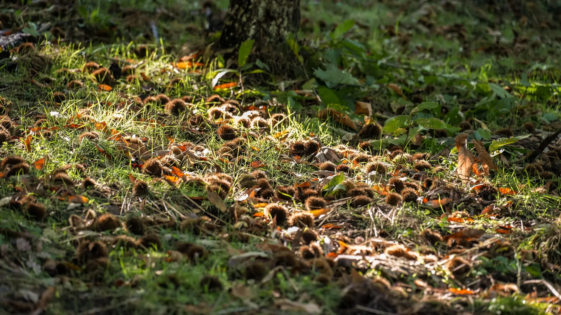 Chataigneraie Godissard à Collobrières