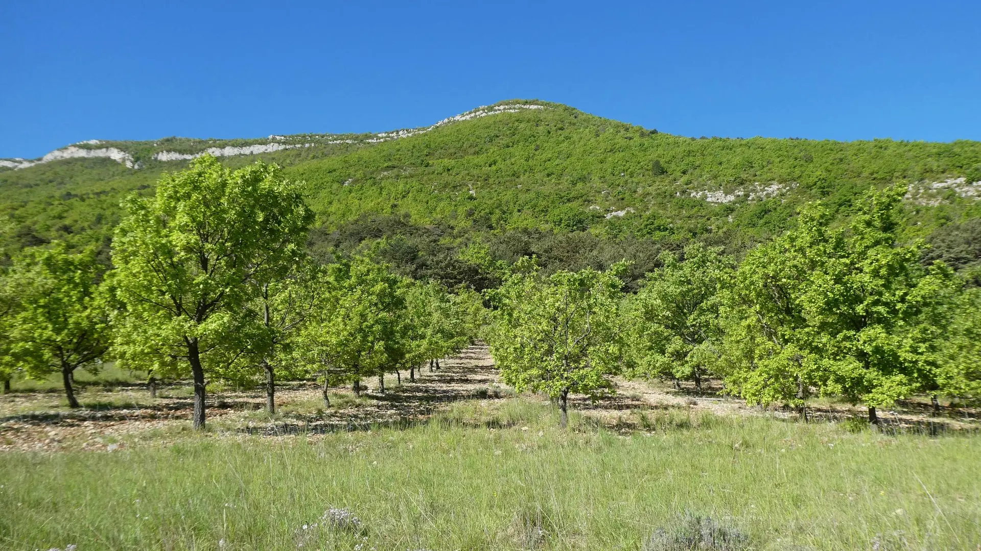 Arbres fruitiers en chemin