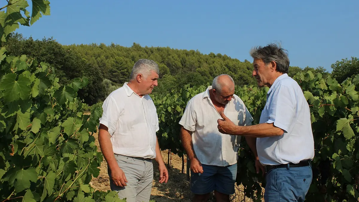 Dans les vignes