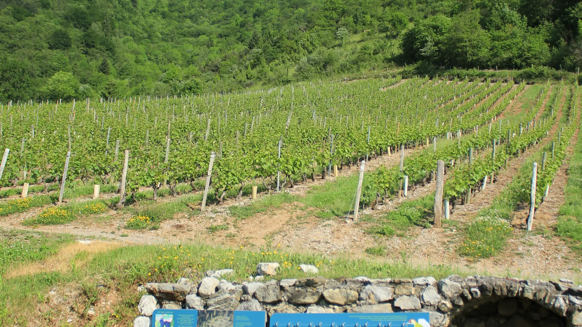 Chemin des papillons