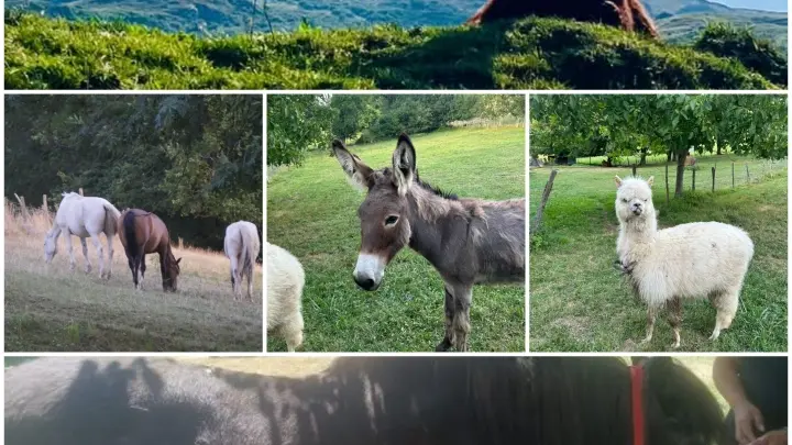 Un montage photo divisé en trois sections horizontales, montrant dans la partie supérieure une vache à longues cornes sur une colline avec une montagne en arrière-plan, la section centrale présente différents animaux de ferme ou d'élevage comme des chevaux, des chèvres, un âne et un alpaga, et la section inférieure est occupée par un plan rapproché sur le flanc et la tête d'un cheval brun foncé.