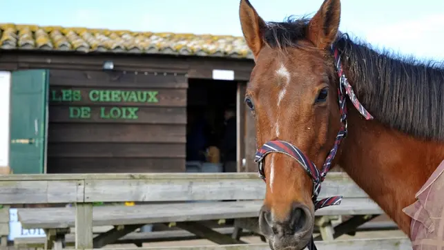 Die Pferde von Loix 1