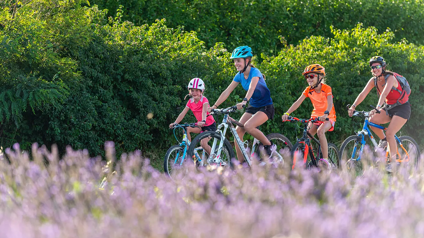 champ de lavande - lapalu Via Rhona Vaucluse