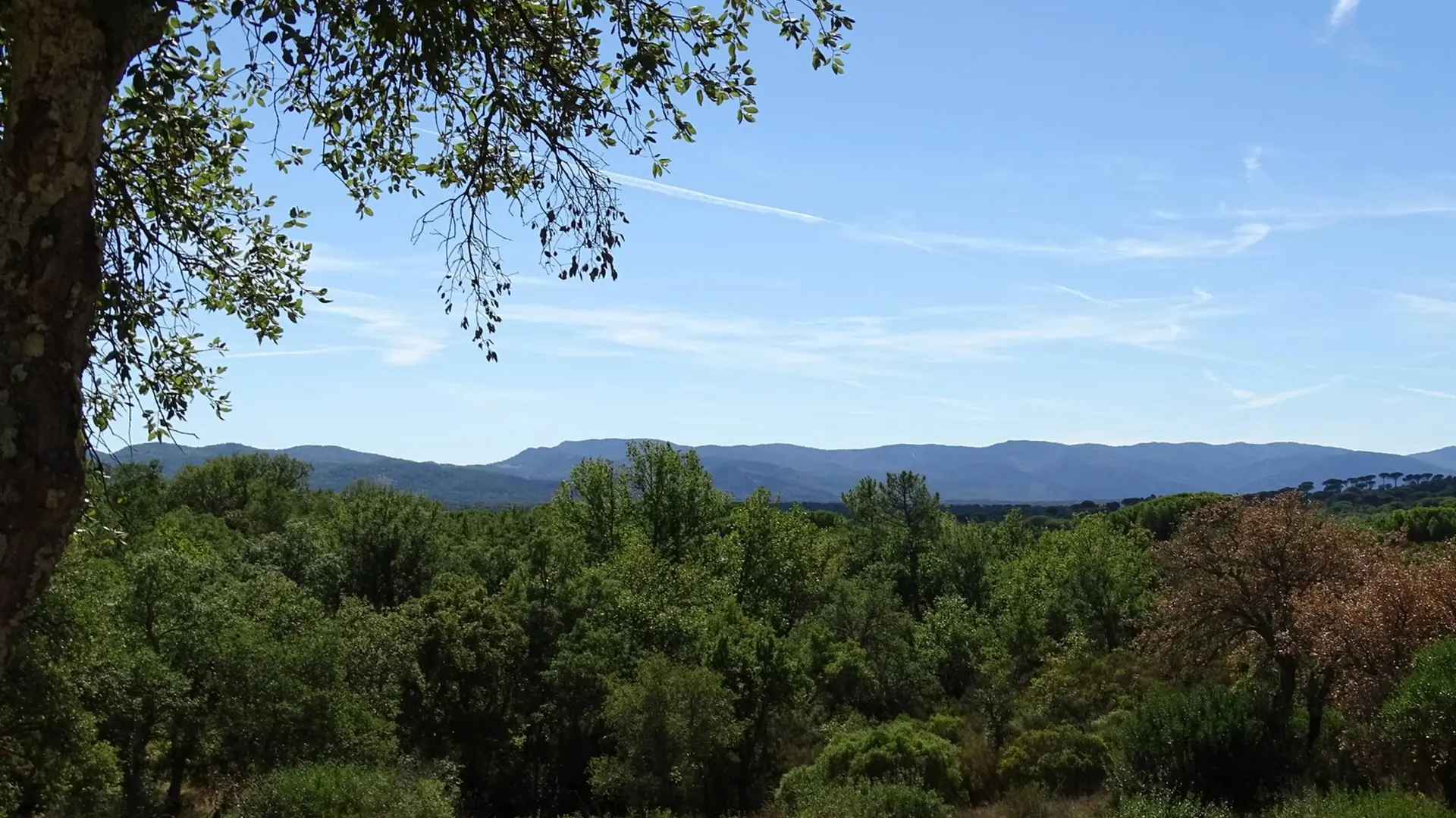 Vue sur le massif forestier des Maures