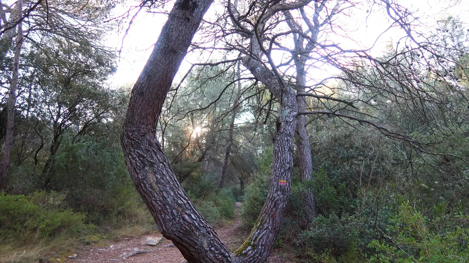Sur le sentier botanique des Beaumettes