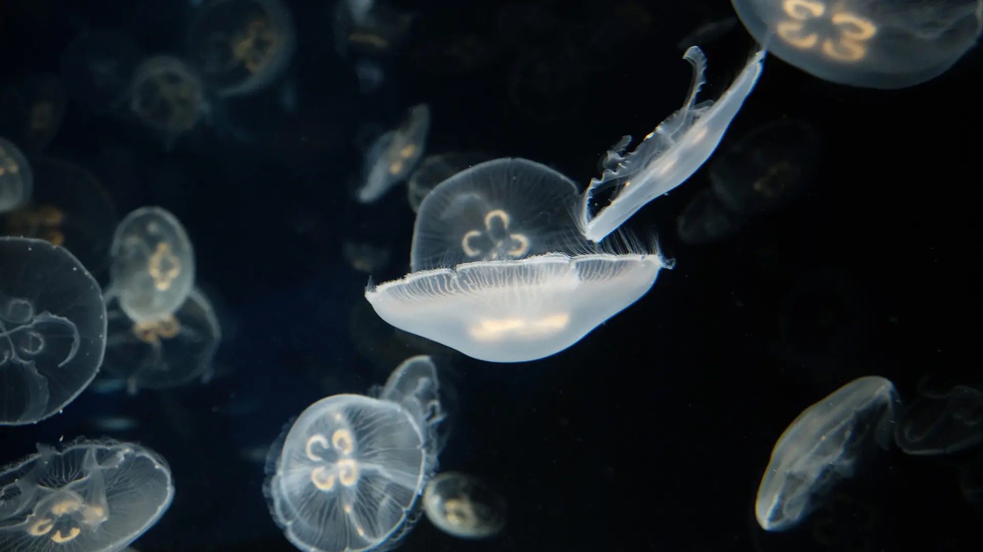 Medusas Aurelia.