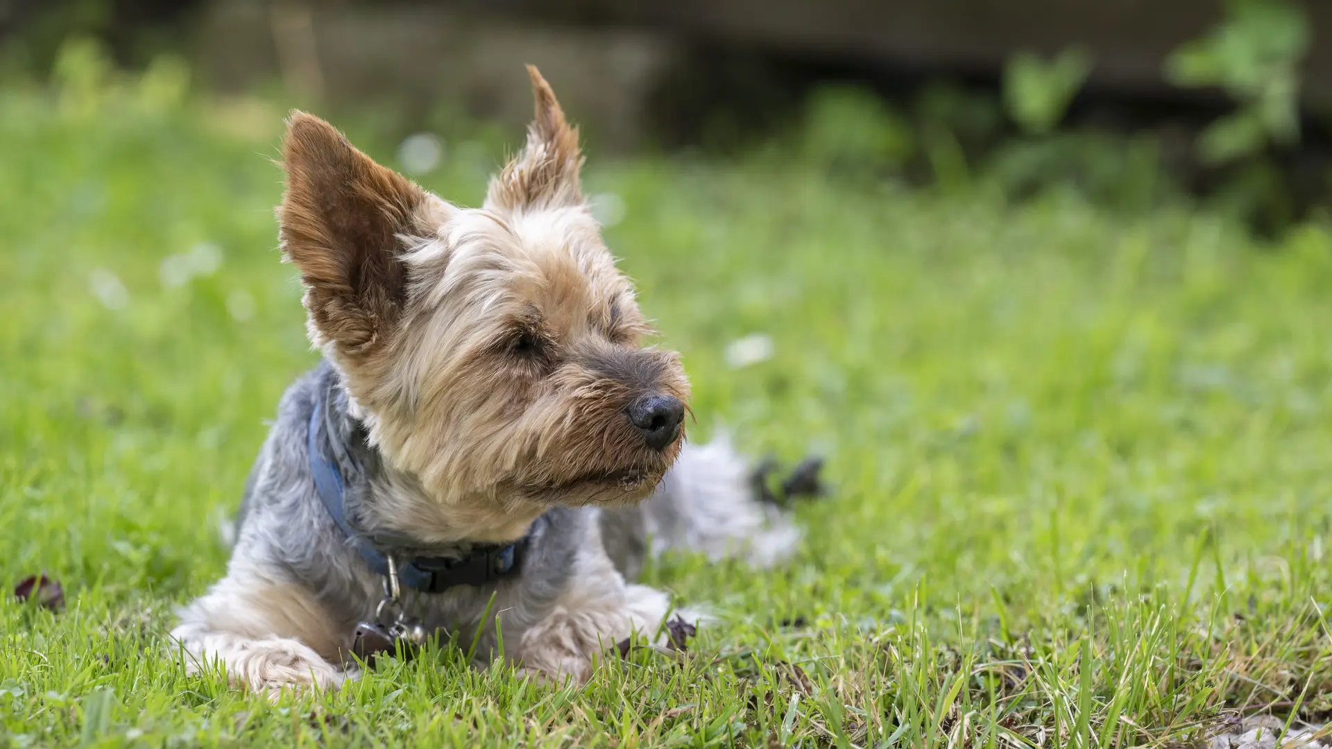 les chiens sont les bienvenus
