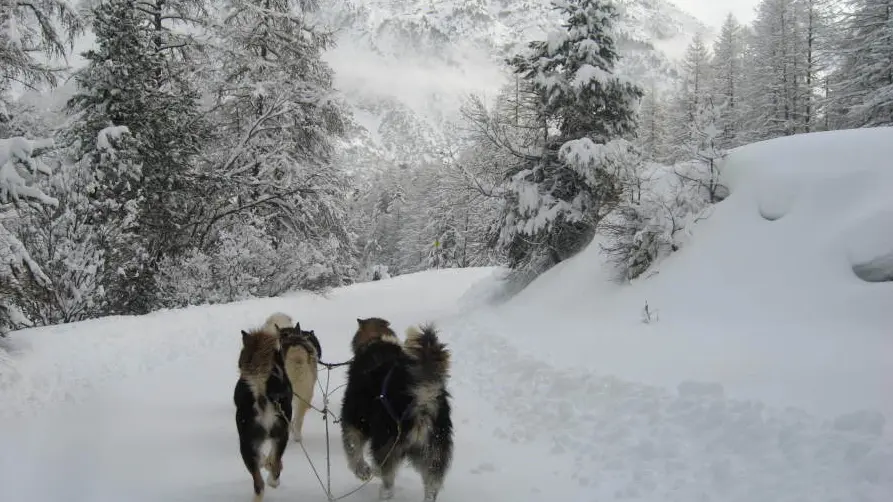 Séjour Jack London du Chalet d'en Hô