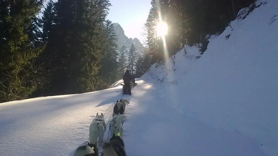 ..ou en chiens de traineaux