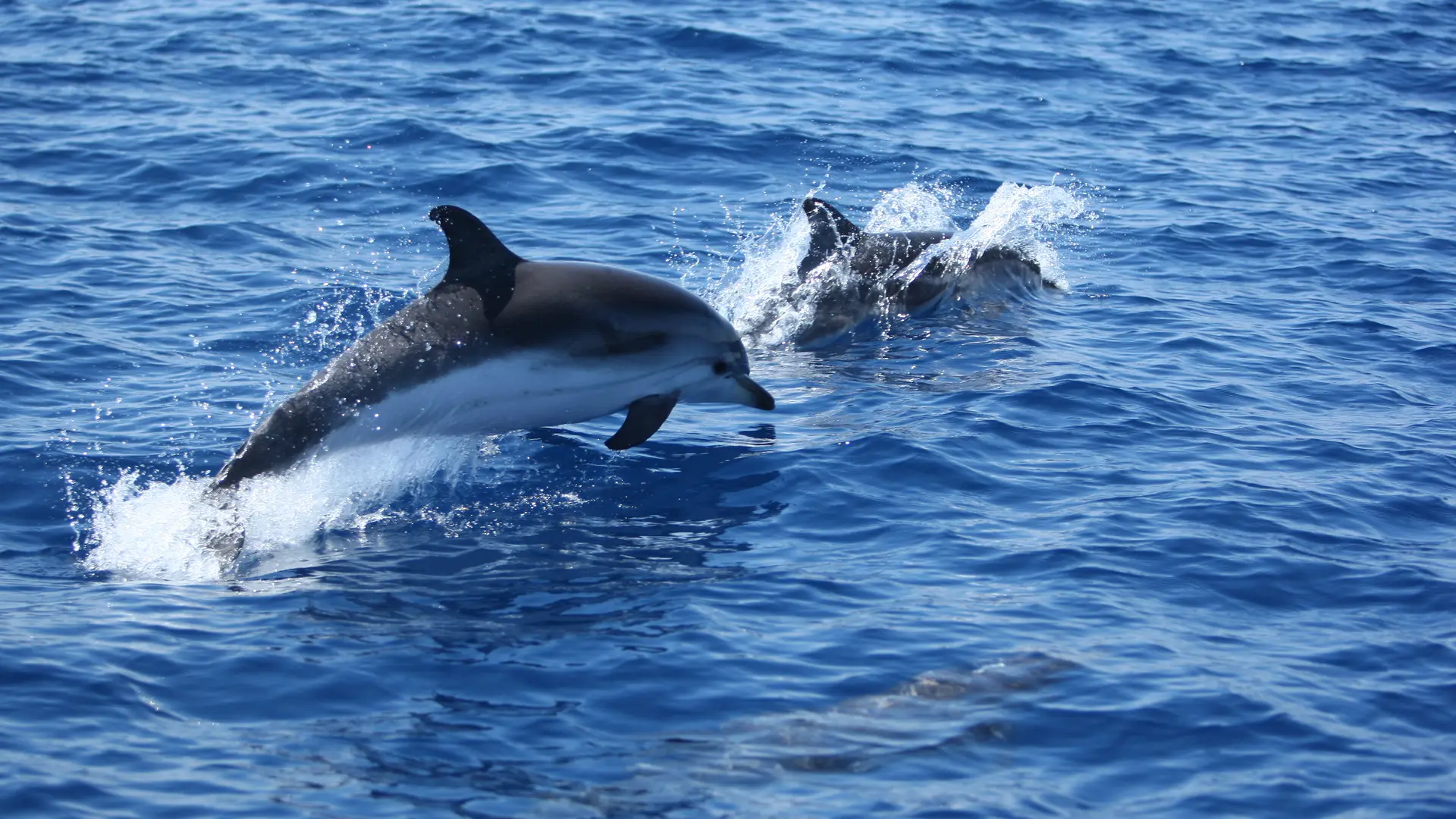 Observation des cétacés
