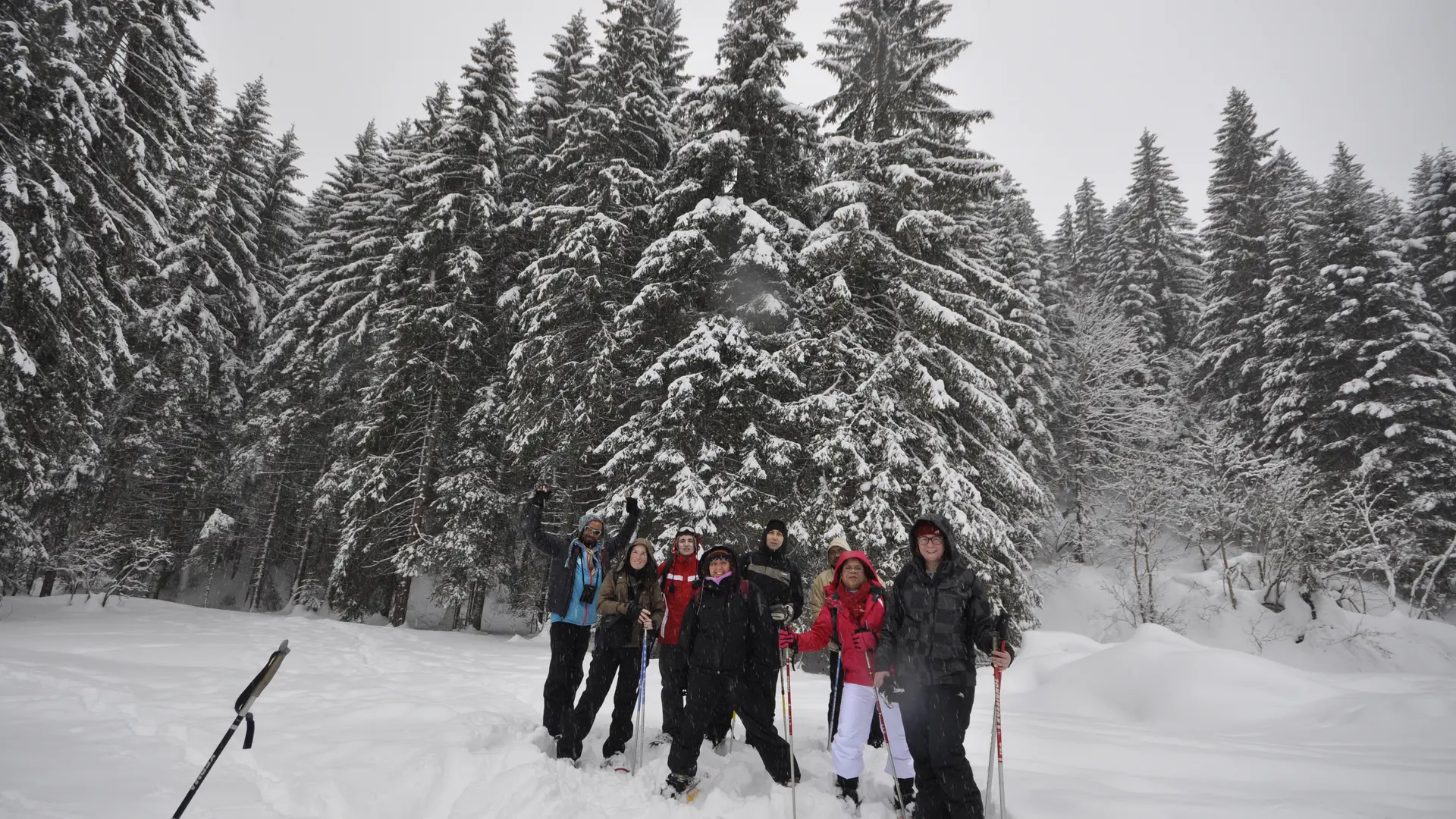 Le milieu forestier