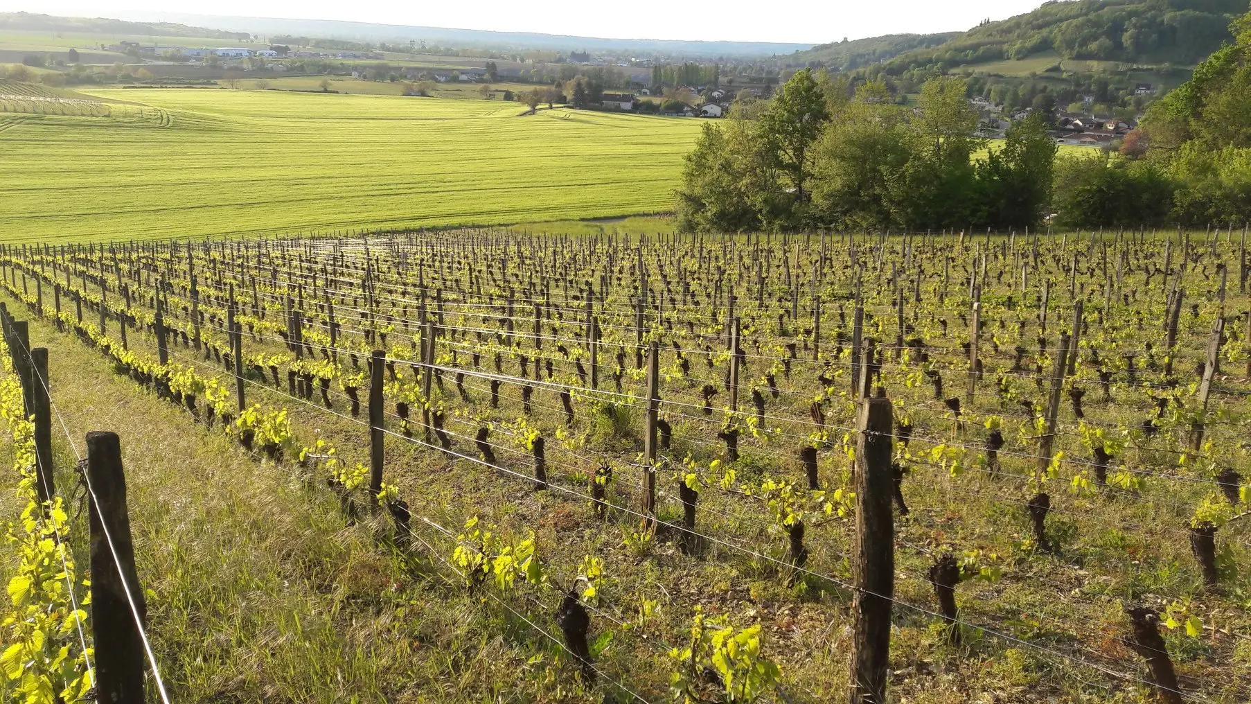 La vigne de La Ranche