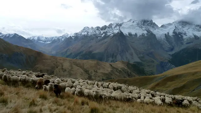 Troupeau en alpage à Puy Garnier