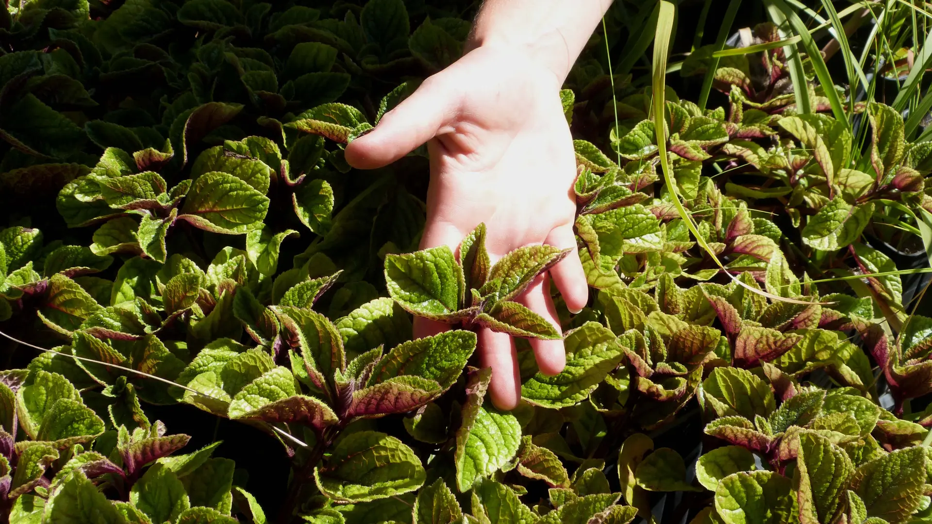 Formation Semis et bouturage_Rayol-Canadel sur Mer