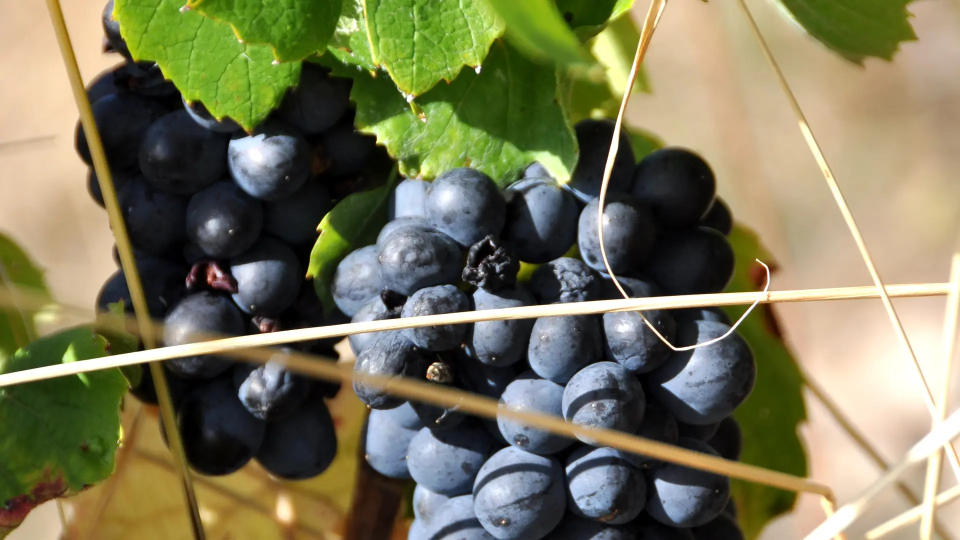 Domaine de la Bénisson Dieu