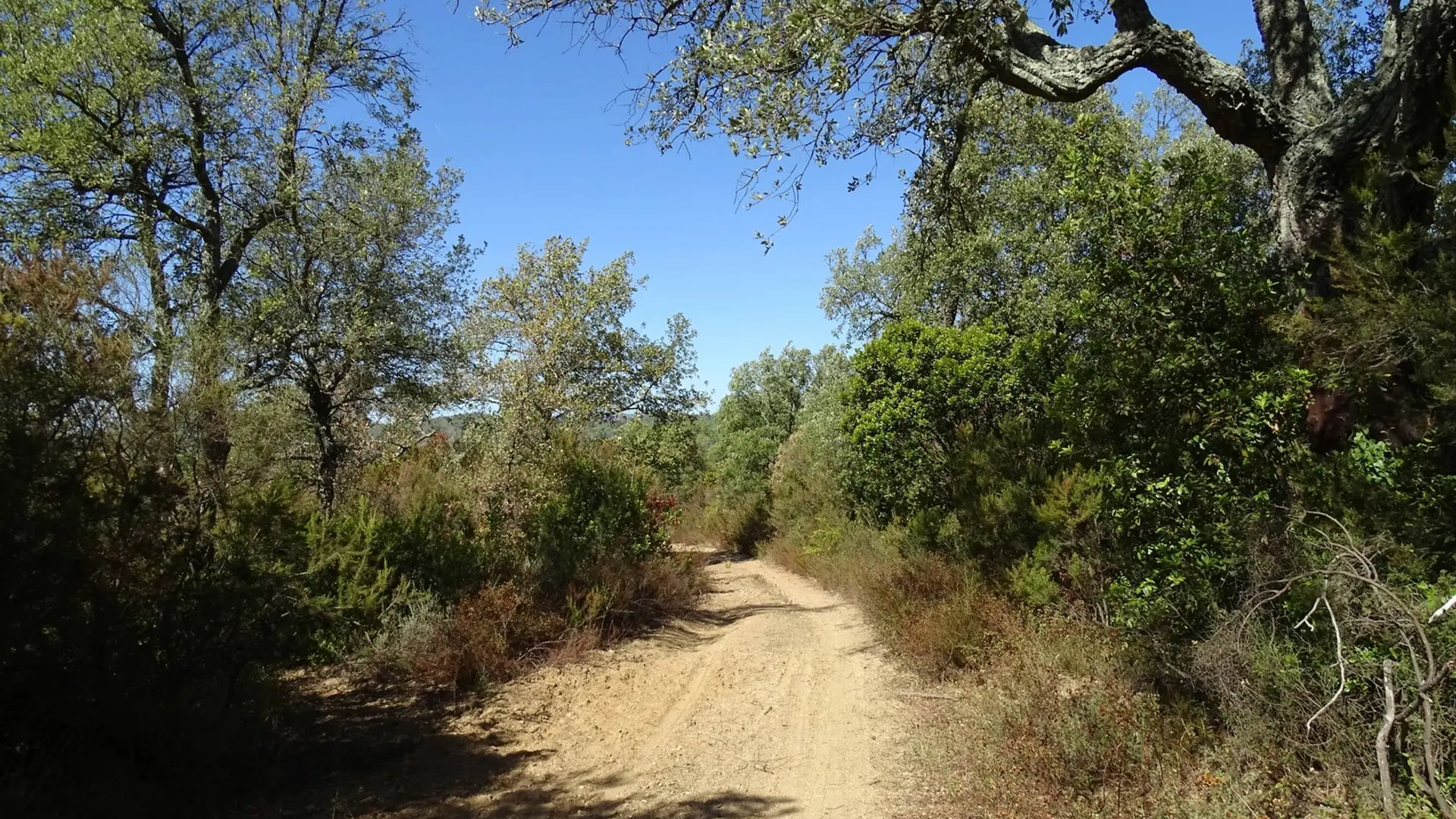 Sentier entouré de végétation dans une ambiance forestière