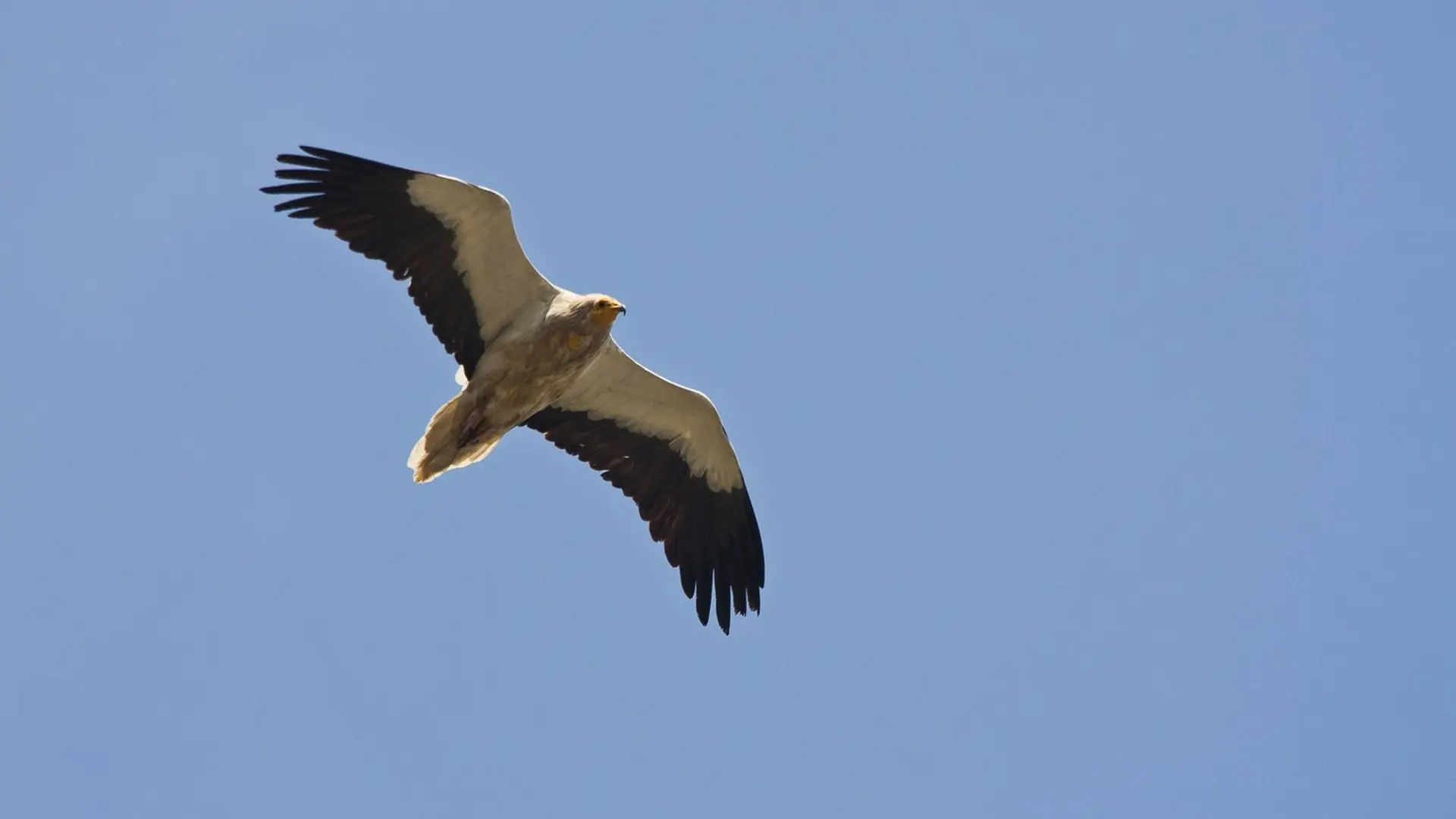 Vautour percnoptère