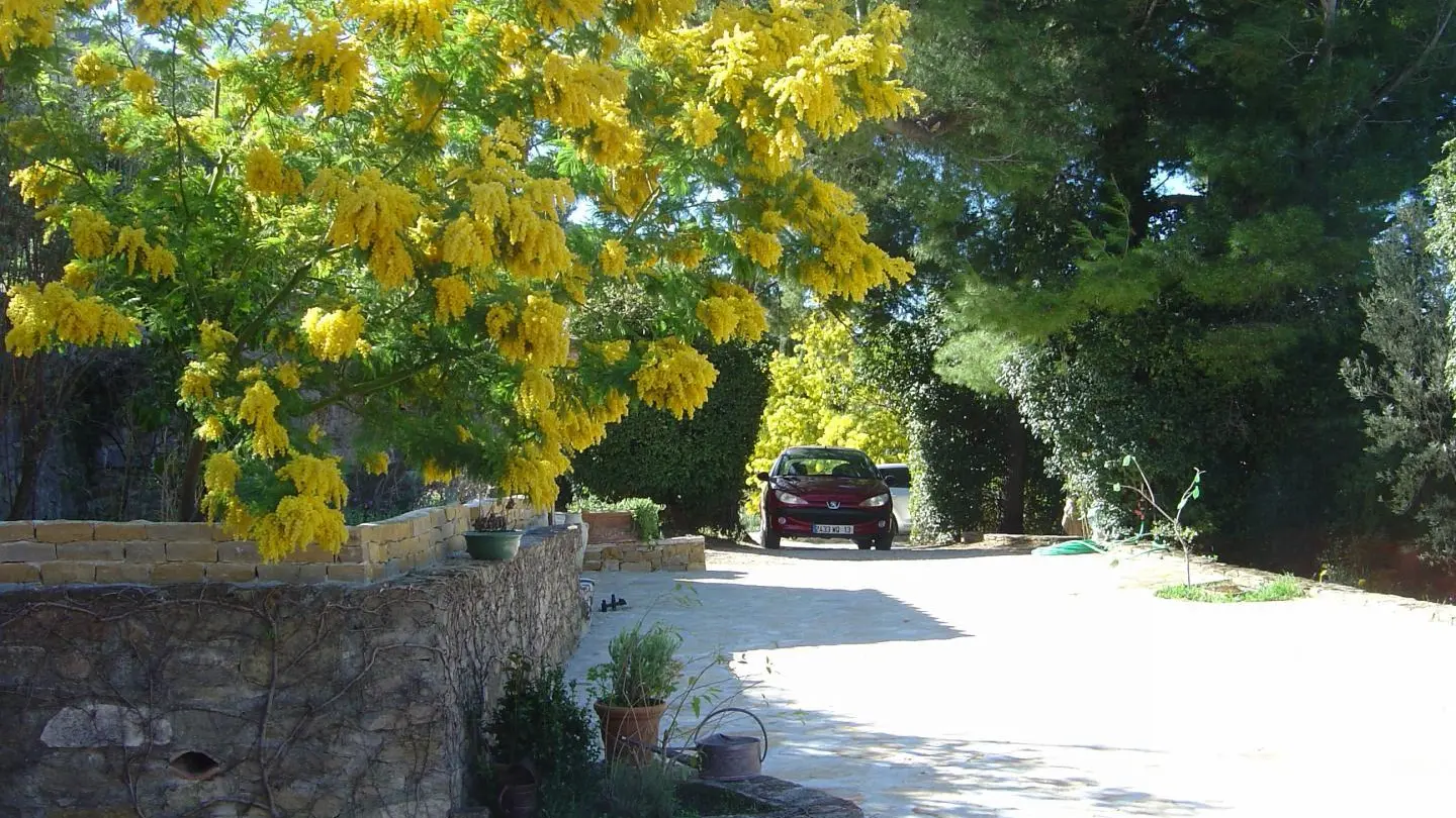 magie des mimosas en hiver
