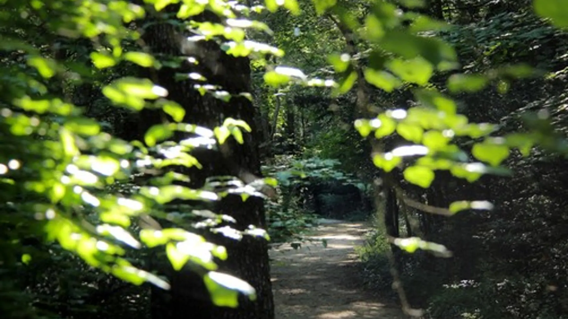 La forêt de la Sainte-Baume