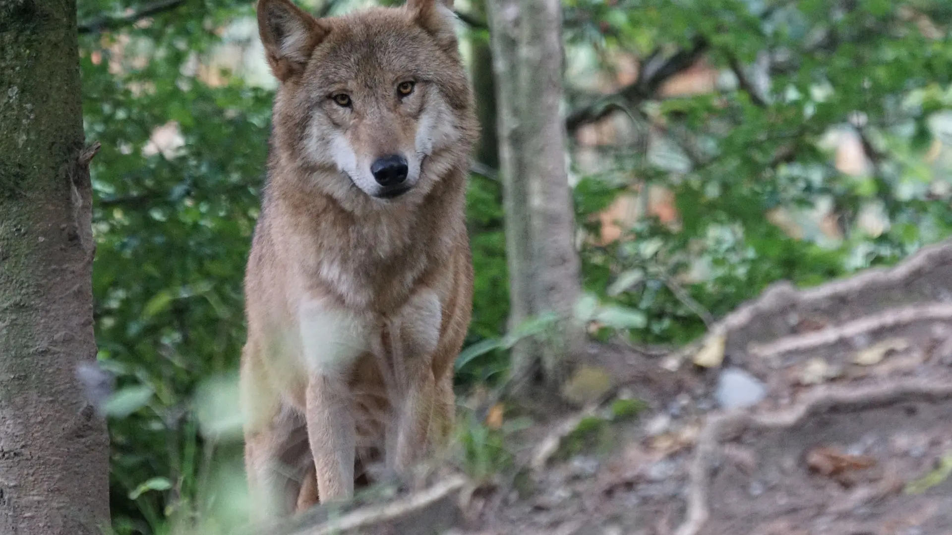 A la rencontre du loup