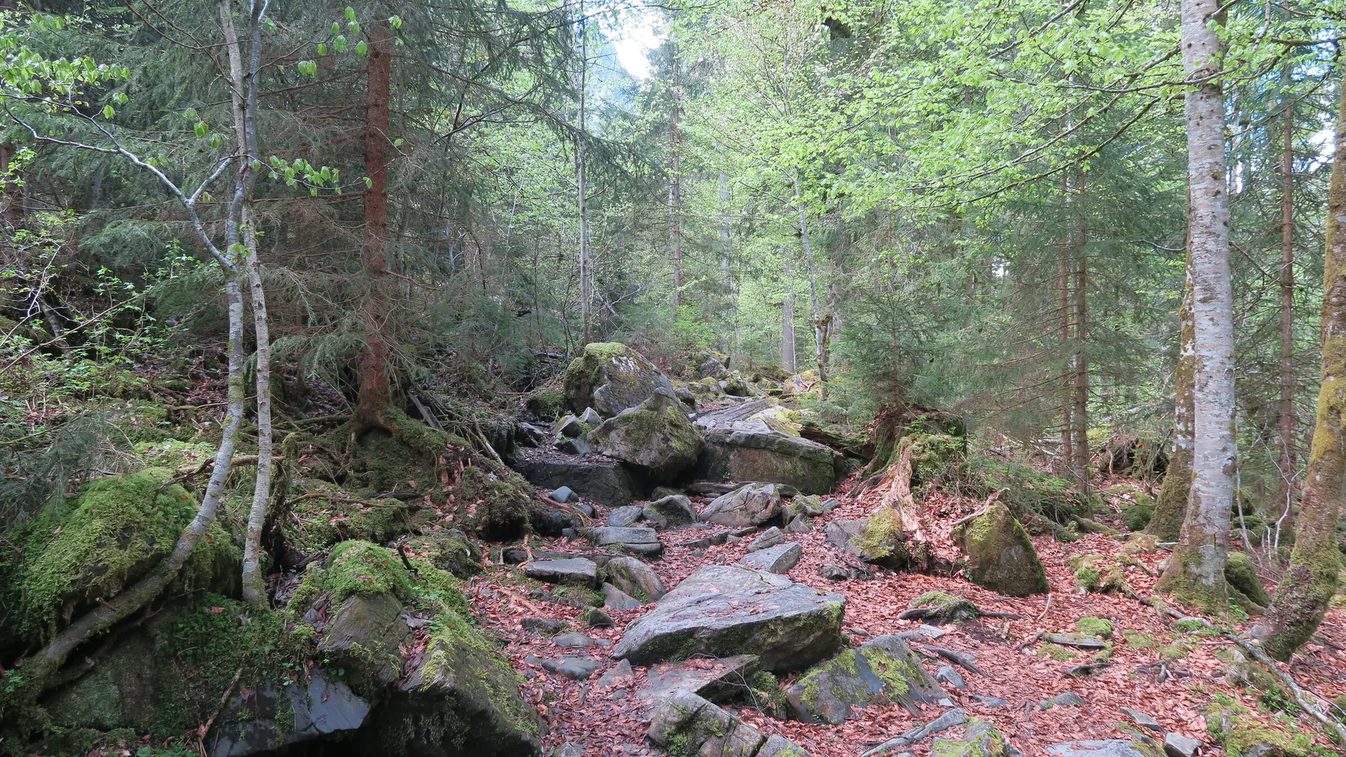 Sentier forestier