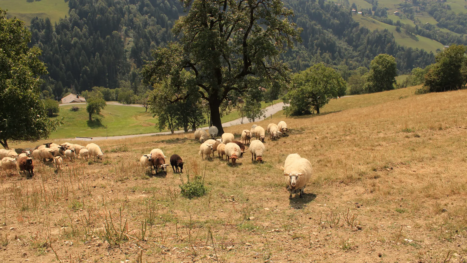 Troupeau moutons