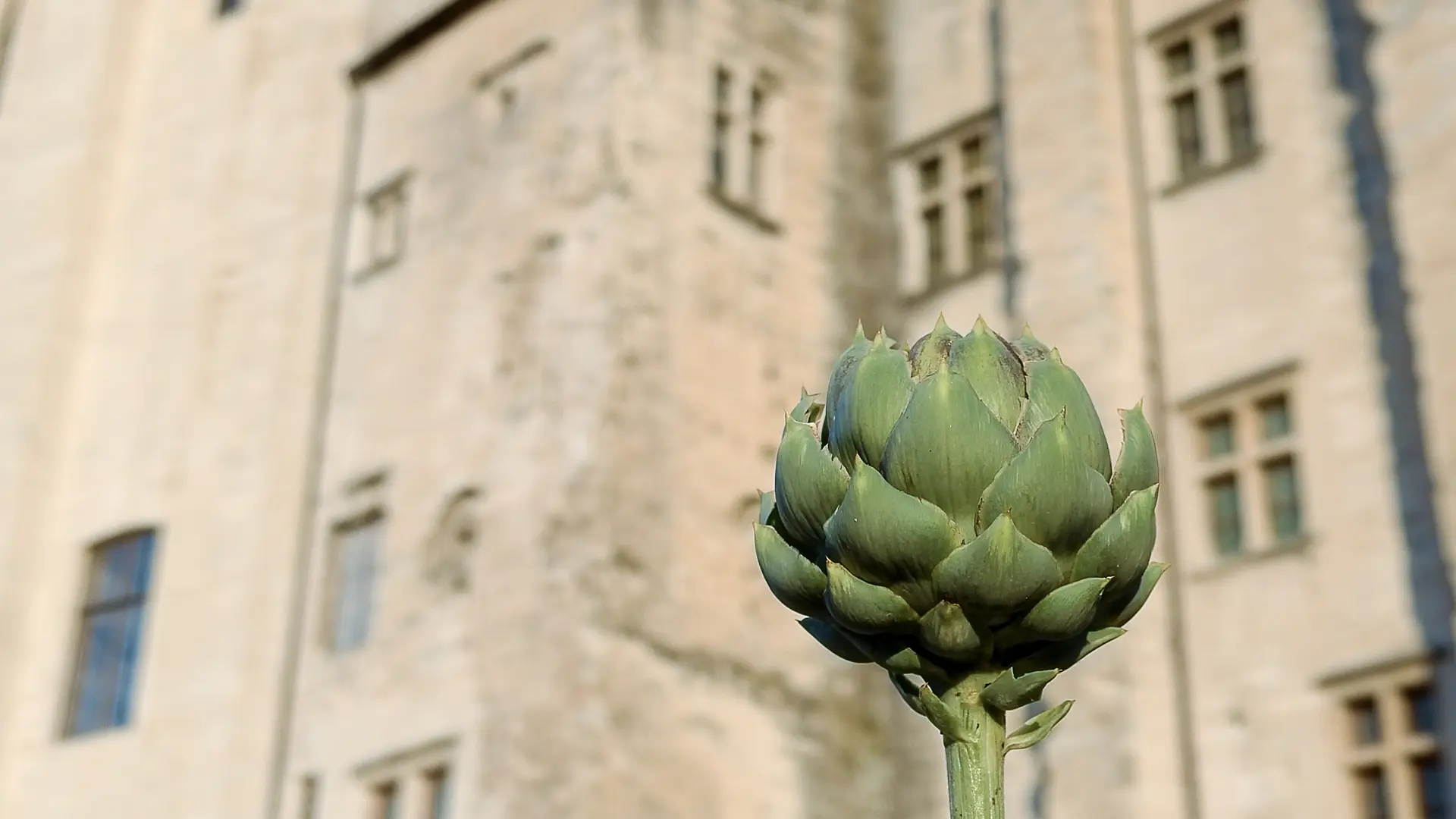 Jardins du Palais des papes