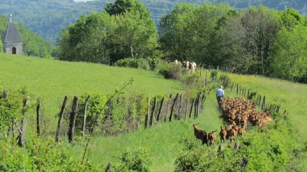 Retour du pré pour la traite