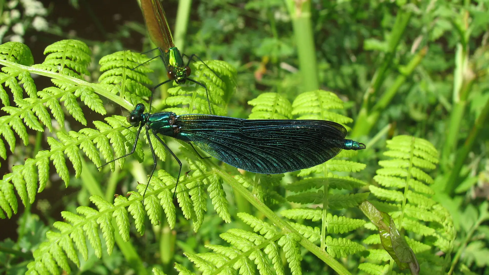 libellules calopteryx vierge mâle et femelle