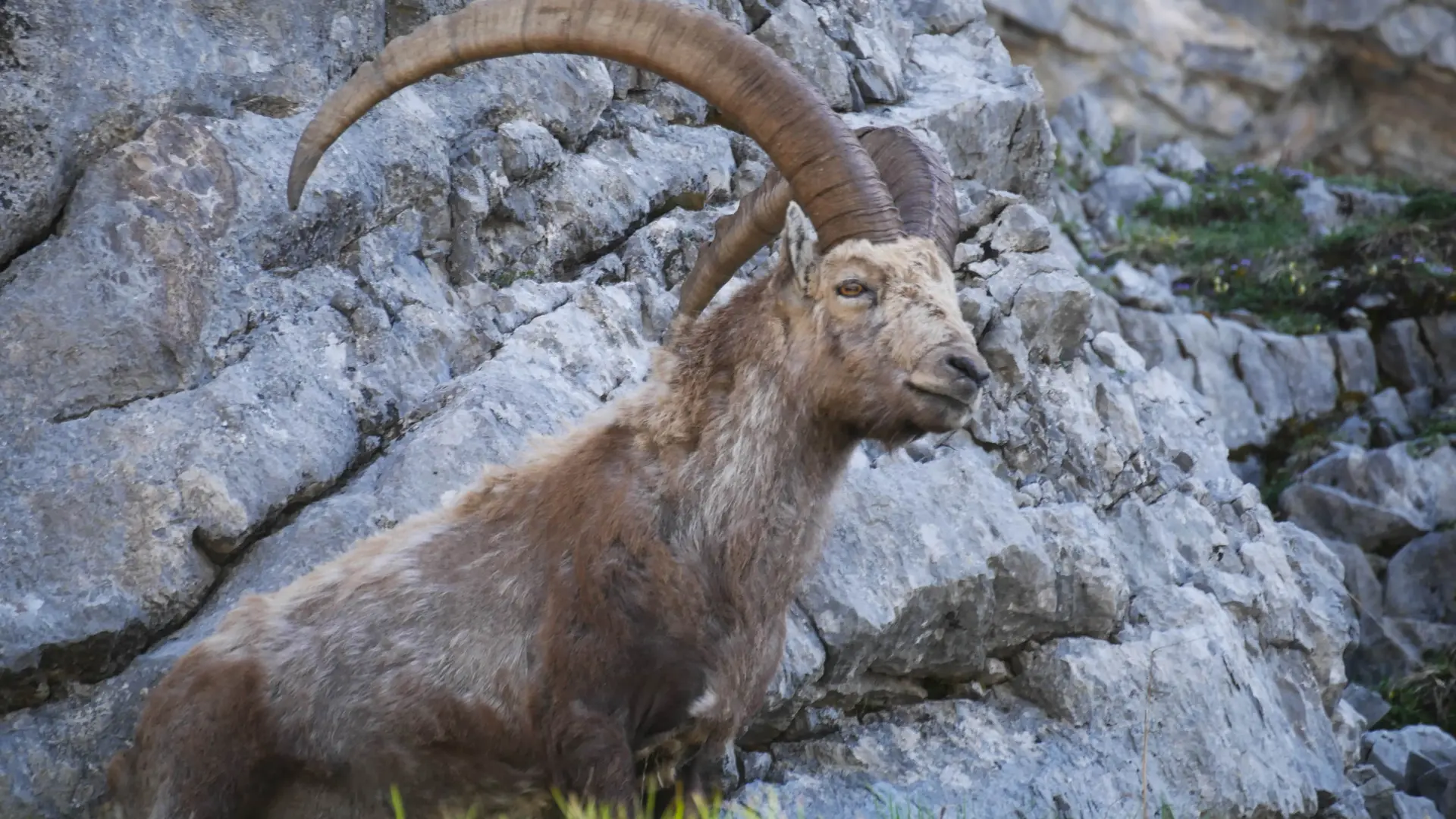 Evolution2-Chamonix-Randonée pédestre